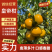 广东皇帝柑供各种电商果多多社区团购高次果市场果