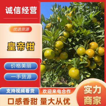 皇帝柑美团多多社区团购电商果市场果，高次果