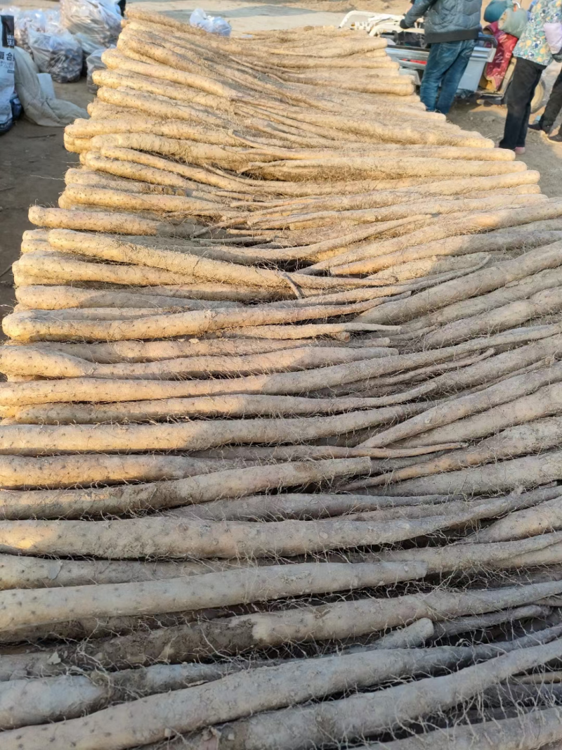 铁棍山药河北山药产地一手货源条形好口感好量大优惠