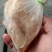 小西装鸡