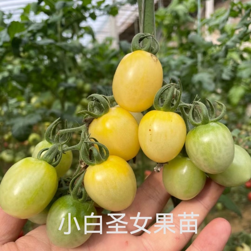 金玉满堂圣女果苗糖度高口感香甜高产抗病毒大量现苗发货