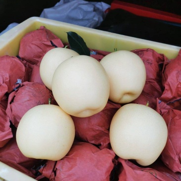 景泰精品皇冠梨，口感香甜，皮溥肉厚，光泽亮丽，属优质产品