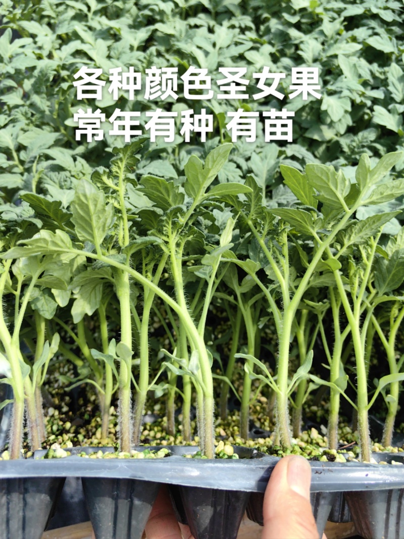 金玉满堂圣女果苗糖度高口感香甜高产抗病毒大量现苗发货