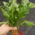 野辣菜野腊菜纯野生绿色食品脱水蔬菜烘干野菜