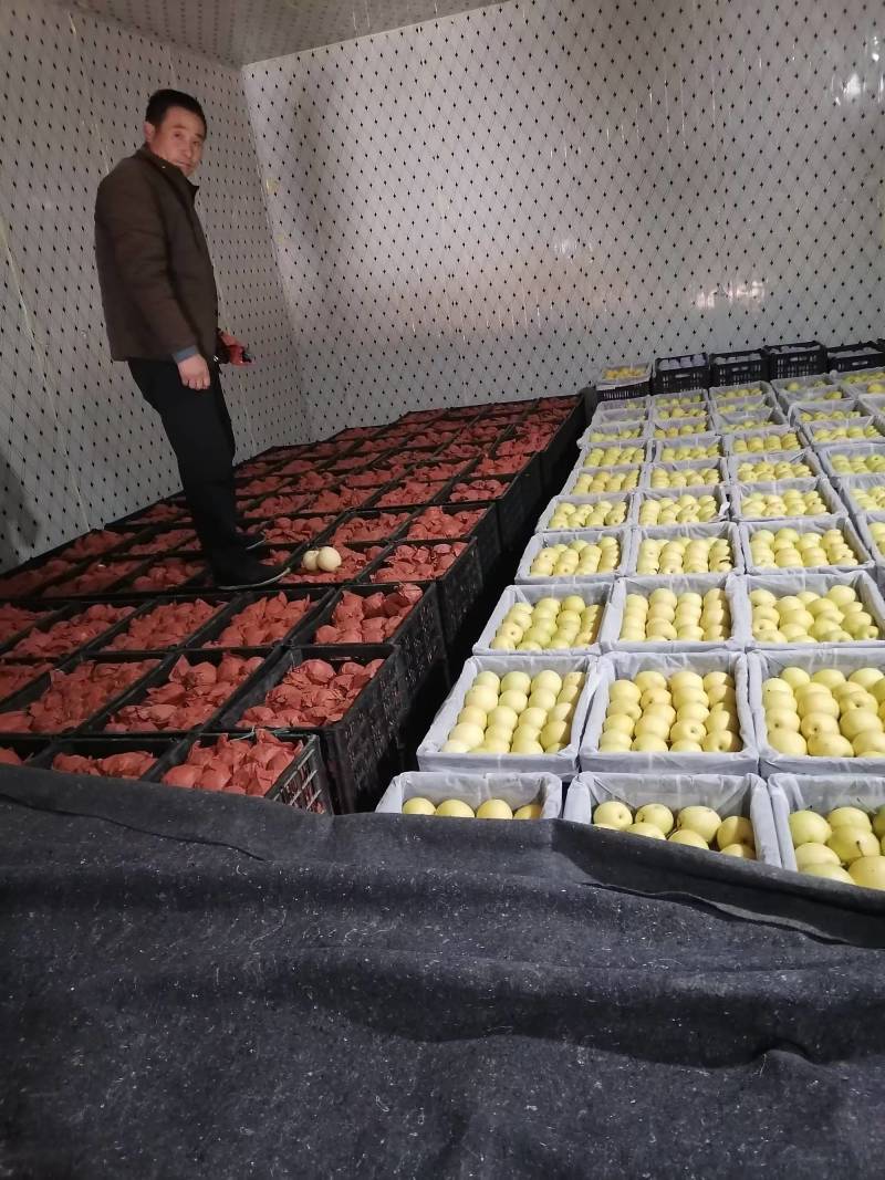 景泰精品皇冠梨，口感香甜，皮溥肉厚，光泽亮丽，属优质产品
