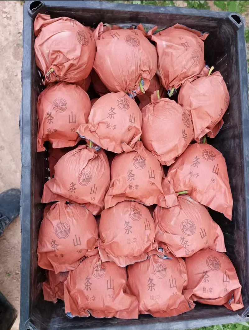 景泰精品皇冠梨，口感香甜，皮溥肉厚，光泽亮丽，属优质产品