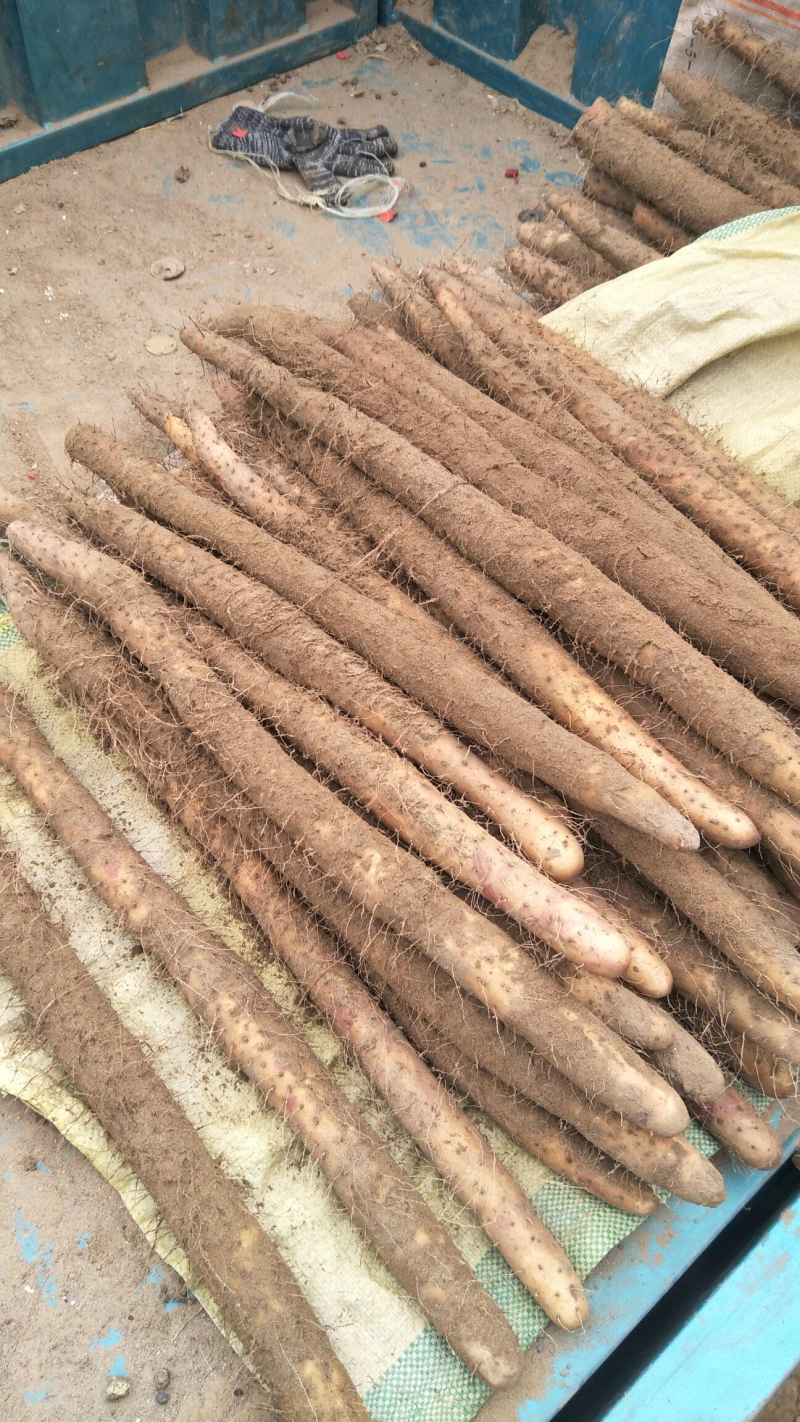 河北饶阳麻山药山药产地直供口感好供市场电商社区团购