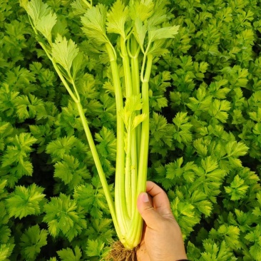 热销，精品芹菜，产地直供，一手货源，诚信合作。