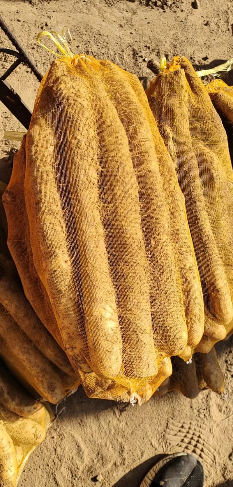 河北山药饶阳麻山药大量上市发往全国货源充足，量大从优