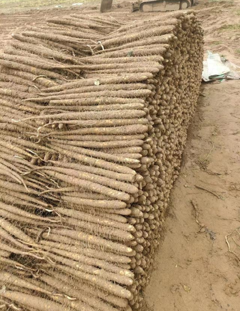 河北山药饶阳麻山药大量上市发往全国货源充足，量大从优