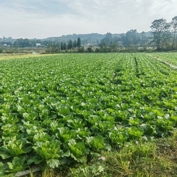 精品黄心大白菜！拉满10车优惠100元一车
