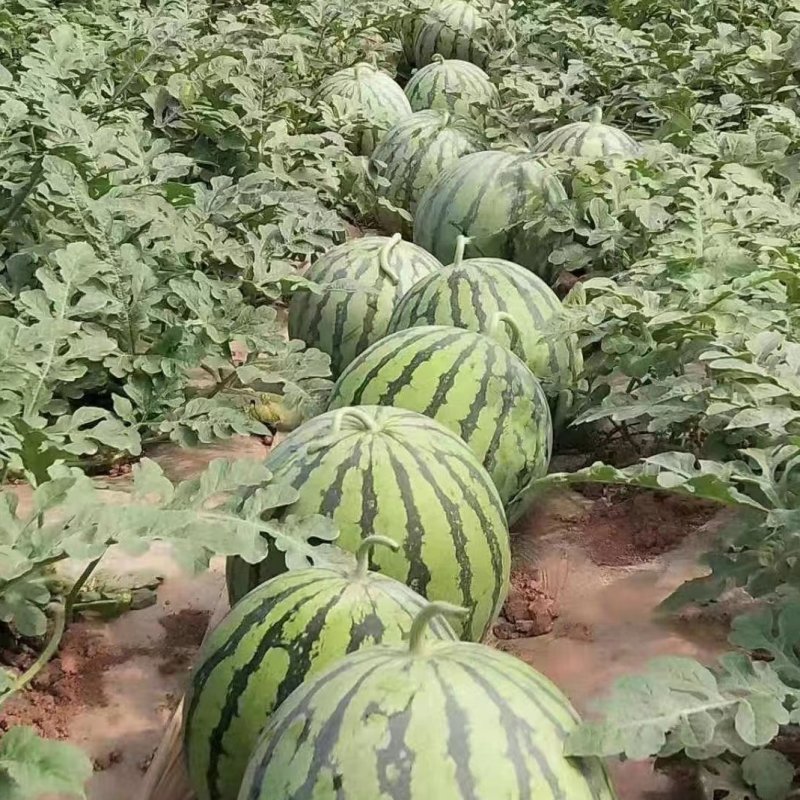 美都麒麟西瓜苗8424甜王2K金城5号糖度高有现苗