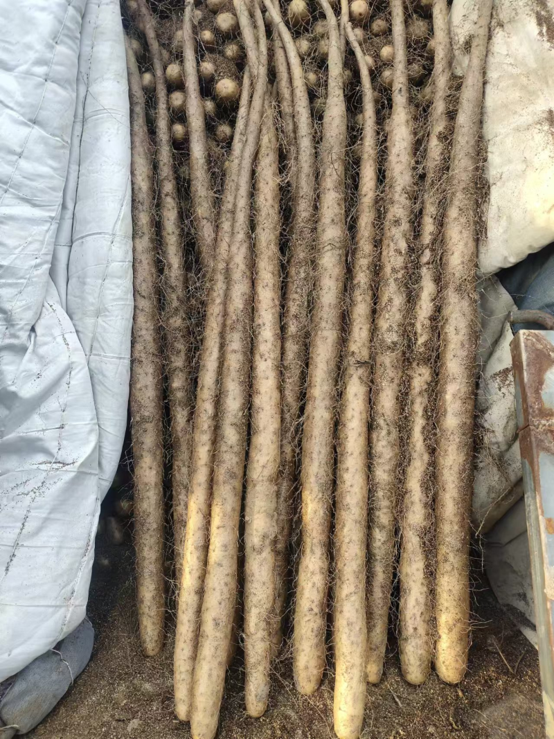 河北双棒山药精品山药产地直发诚信经营对接全国市场