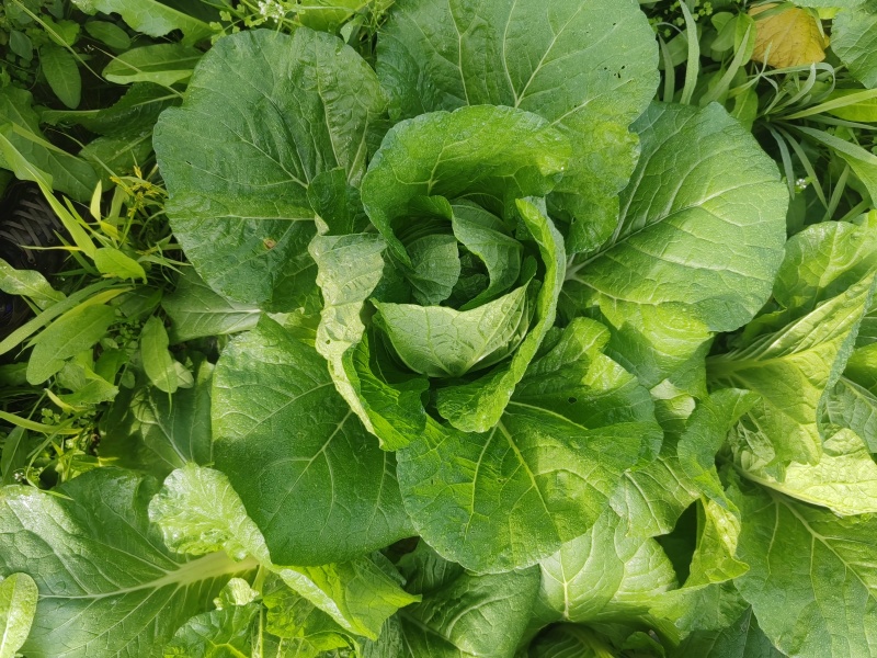 精品黄心大白菜！拉满10车优惠100元一车
