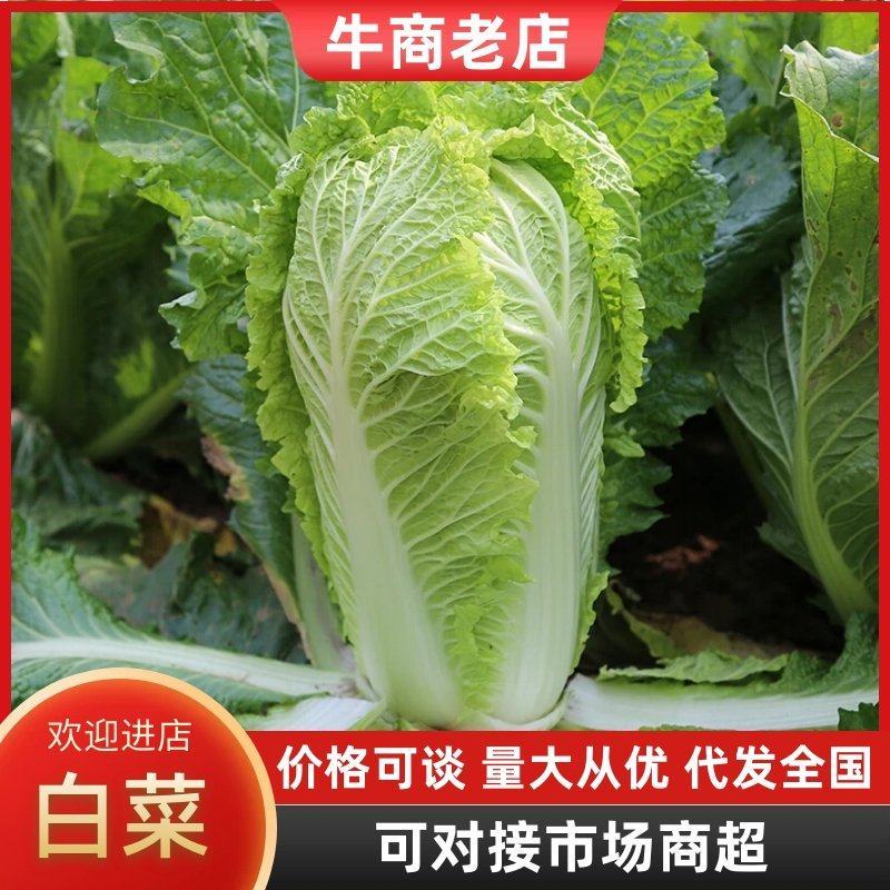 【白菜】优质精选品质好货货源充足对接全国市场