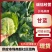 圆包菜京丰扁包大量有货量大从优对接全国市场