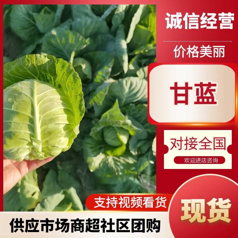 圆包菜京丰扁包大量有货量大从优对接全国市场
