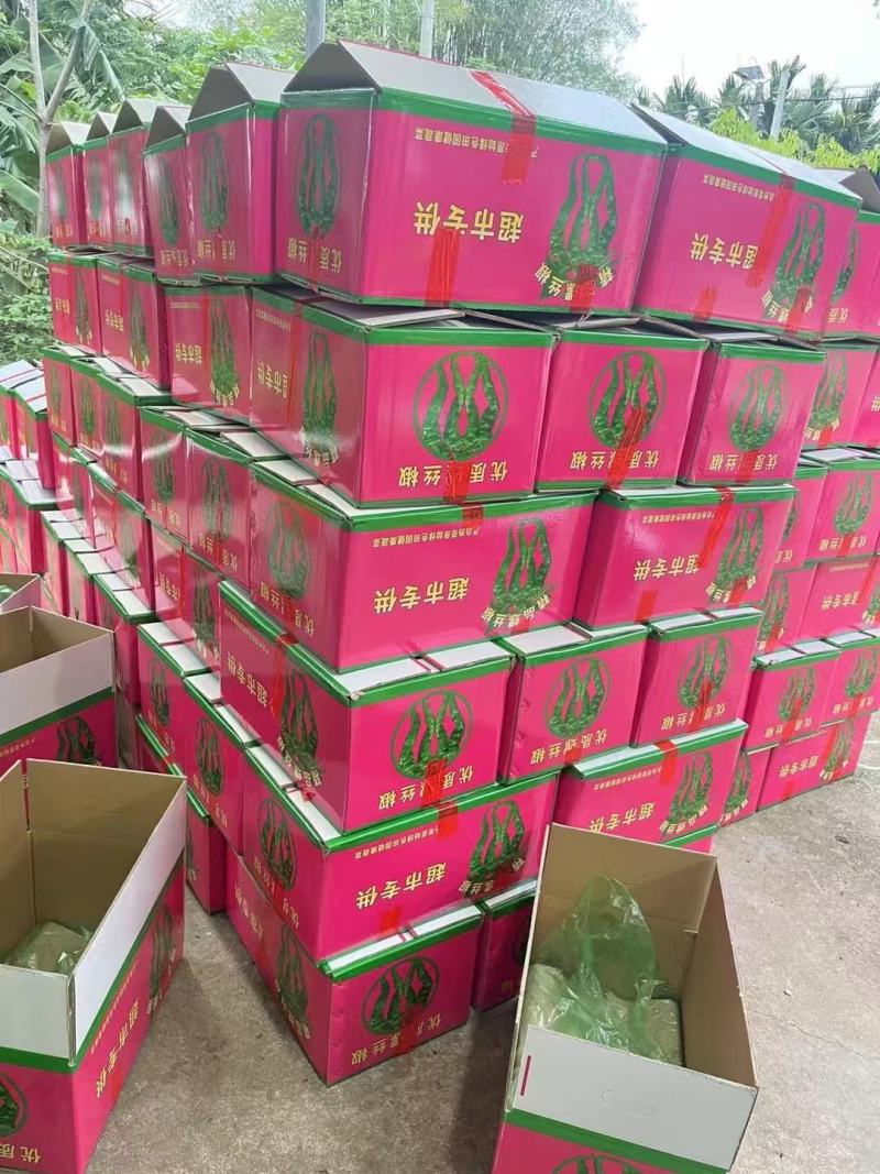 基地直供大量精品新苗螺丝椒，露天种植，品质保证，果型漂亮