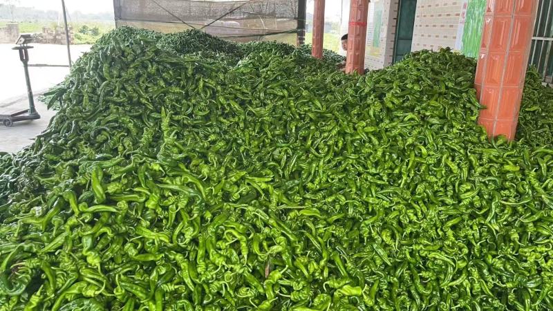 基地直供大量精品新苗螺丝椒，露天种植，品质保证，果型漂亮