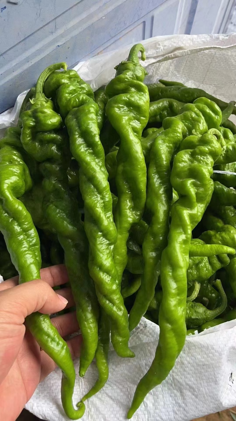 基地直供大量精品新苗螺丝椒，露天种植，品质保证，果型漂亮
