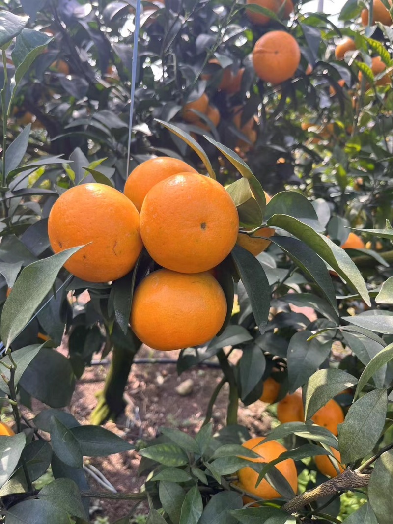 广西宾阳沃柑