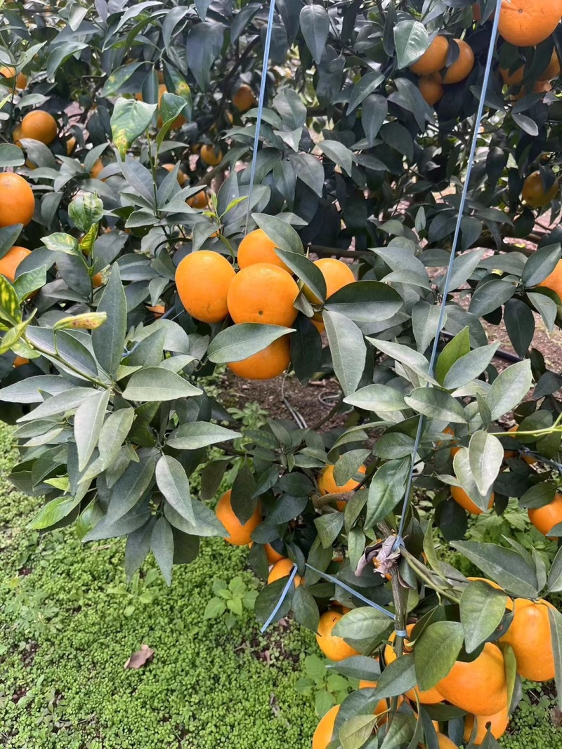 广西宾阳沃柑
