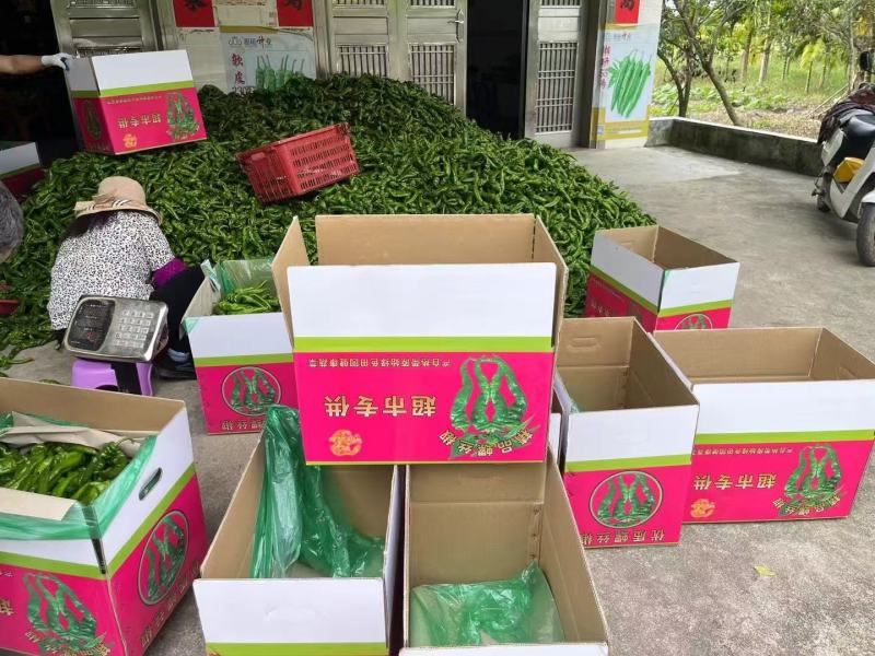基地直供大量精品新苗泡椒，露天种植，品质保证，果型漂亮，