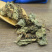 虎耳草虎儿草金钱吊芙蓉冷背奇药材批发500克