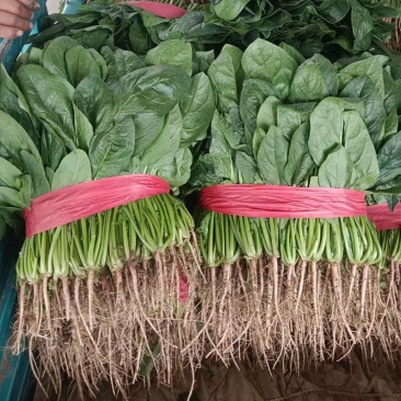 【热卖】滑县优质大叶菠菜质量好价格低视频看货欢迎来电