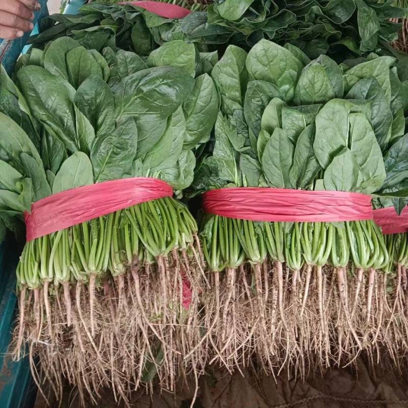 【热卖】滑县优质大叶菠菜质量好价格低视频看货欢迎来电