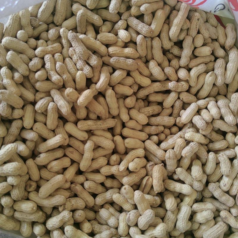 炒熟四粒红花生色选果