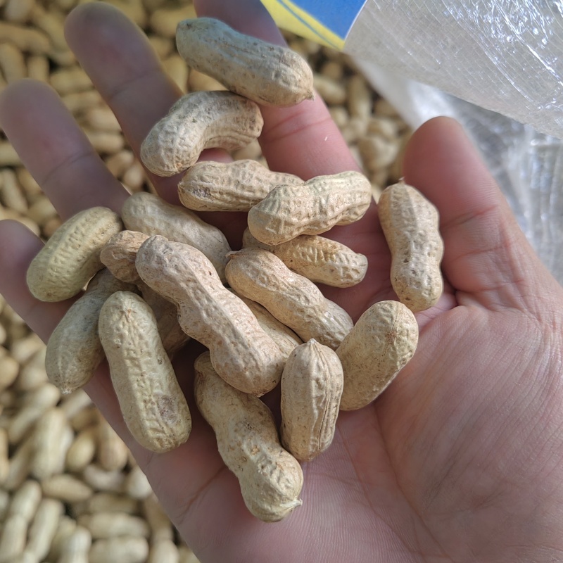 炒熟四粒红花生色选果