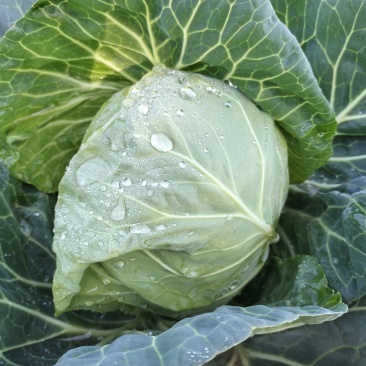 大量供应河南南阳新野，甘蓝，价格低