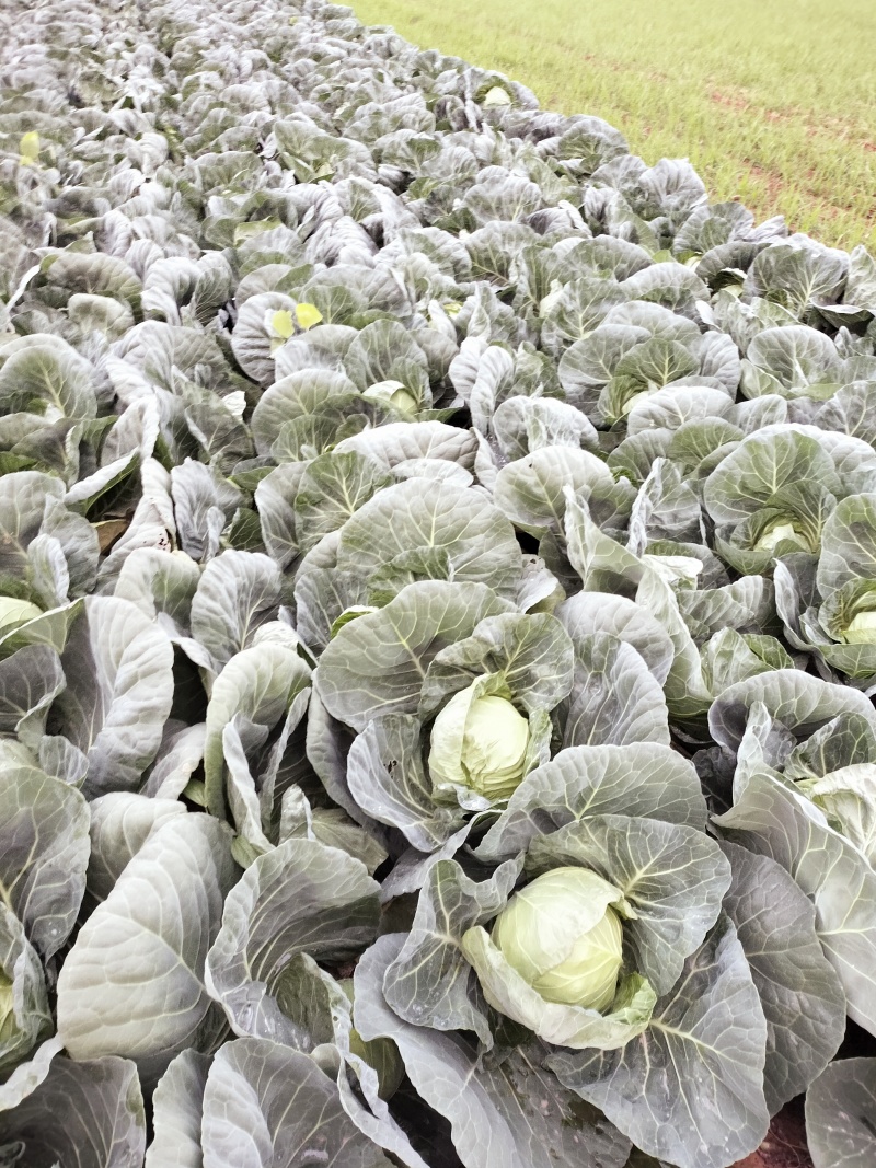大量供应河南南阳新野，甘蓝，价格低