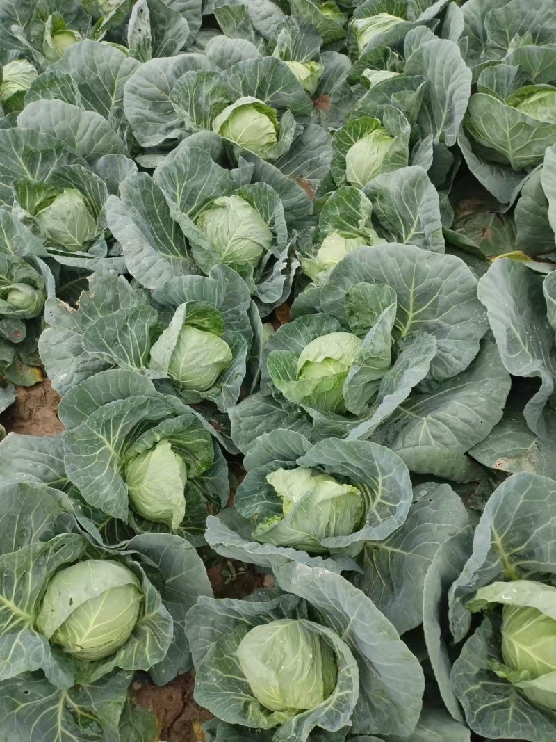 大量供应河南南阳新野，甘蓝，价格低