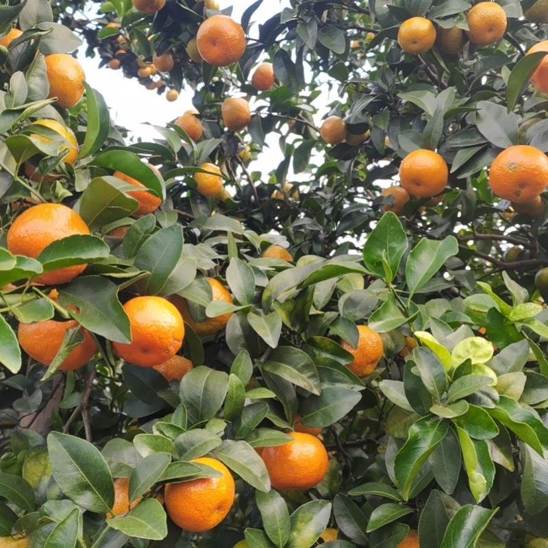年华沙糖桔