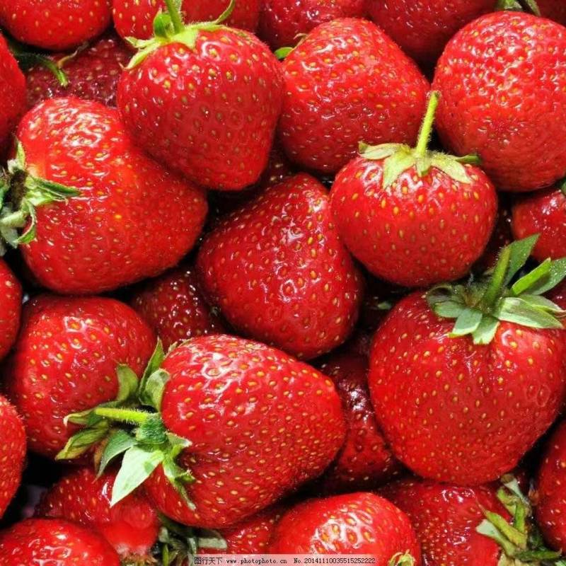【精品】甜宝草莓大量上市个头发口感好货量充足可视频看货