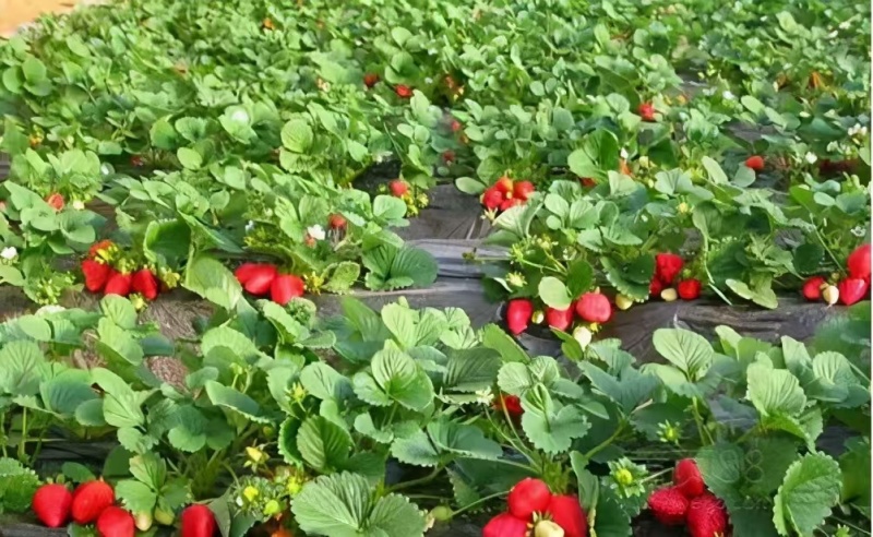 【精品】甜宝草莓大量上市个头发口感好货量充足可视频看货