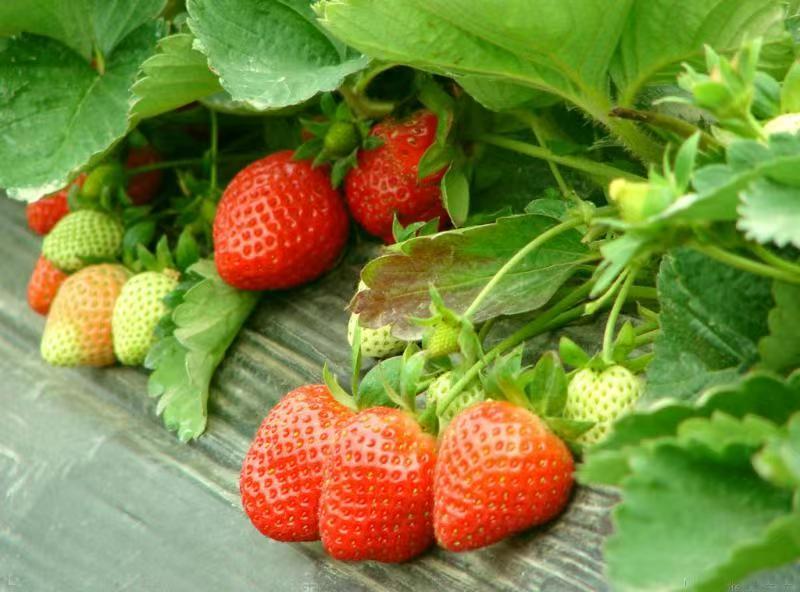 【精品】甜宝草莓大量上市个头发口感好货量充足可视频看货