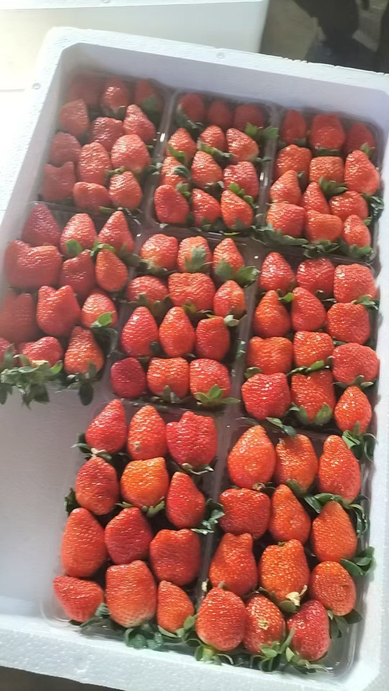 【精品】甜宝草莓大量上市个头发口感好货量充足可视频看货