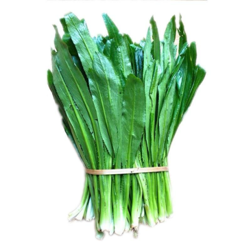 3斤广西大叶香菜鱼生菜带根大芫蒵可种植盆栽蔬菜