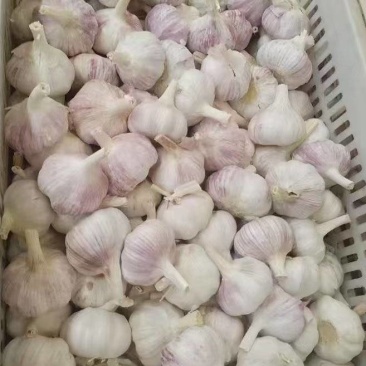 【推荐】金乡大蒜山东大蒜大量上市紫皮大蒜质优价廉全国发货