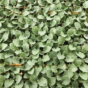 【清华苗】青花苗基地供应，大量批发，可视频看货，价格优惠