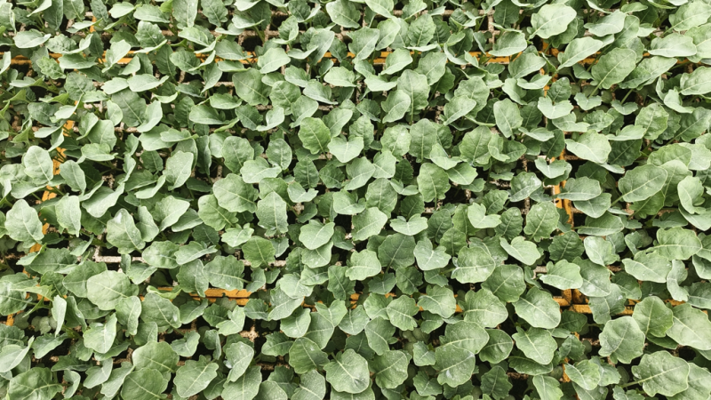 【清华苗】青花苗基地供应，大量批发，可视频看货，价格优惠