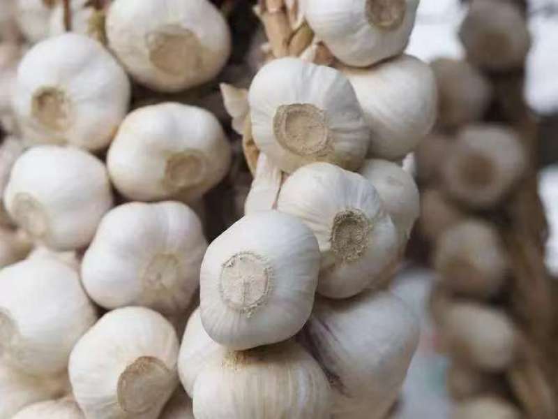 【推荐】金乡大蒜山东大蒜大量上市紫皮大蒜质优价廉全国发货