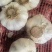 【推荐】金乡大蒜山东大蒜大量上市紫皮大蒜质优价廉全国发货