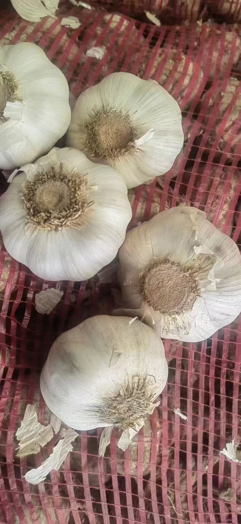 【推荐】金乡大蒜山东大蒜大量上市紫皮大蒜质优价廉全国发货