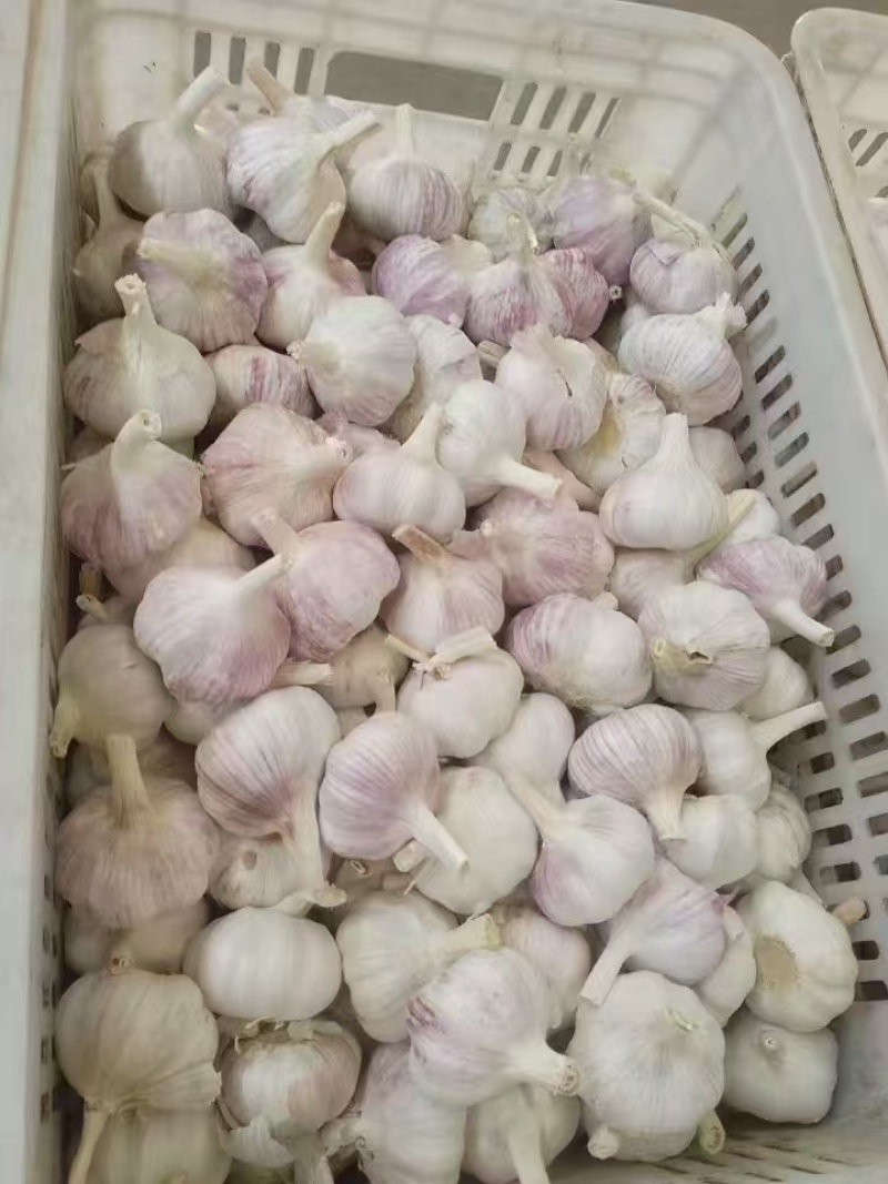 【推荐】金乡大蒜山东大蒜大量上市紫皮大蒜质优价廉全国发货