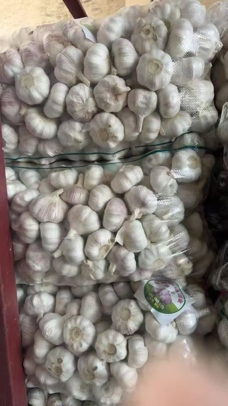 【推荐】金乡大蒜山东大蒜大量上市紫皮大蒜质优价廉全国发货