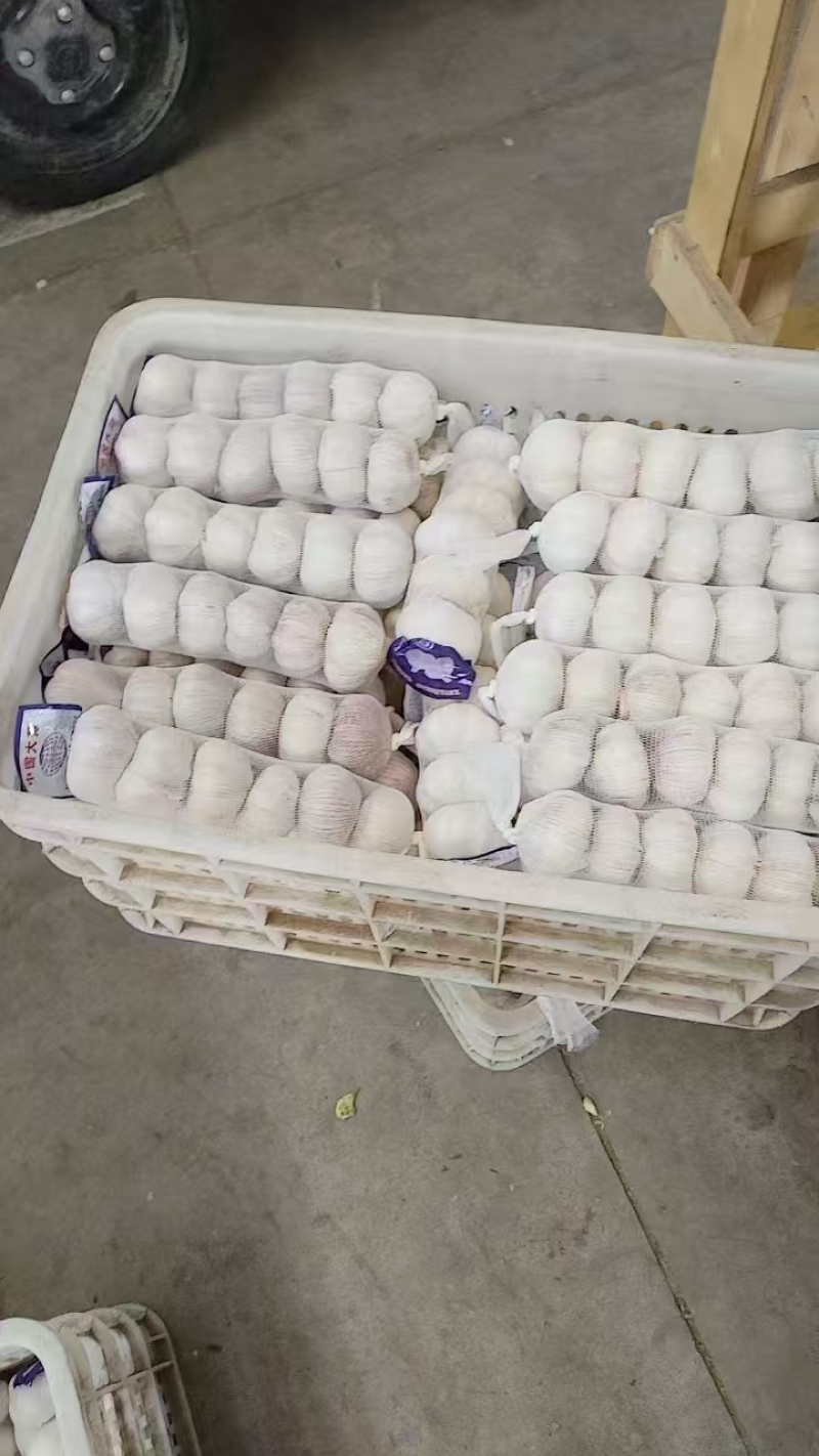 【推荐】金乡大蒜山东大蒜大量上市紫皮大蒜质优价廉全国发货